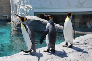 人気のペンギン館