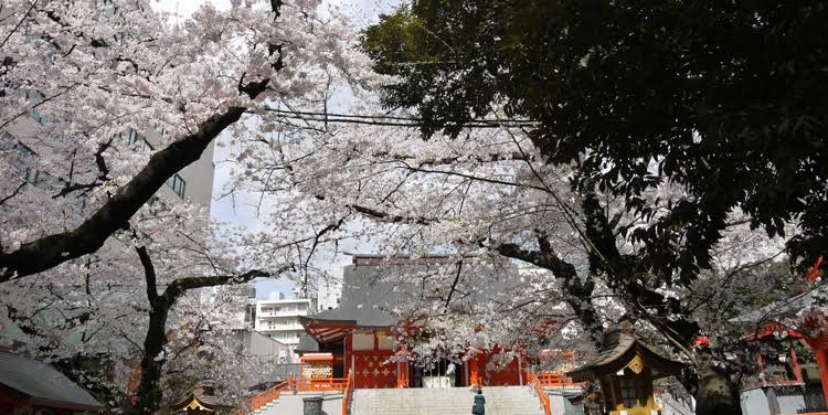 春は桜が綺麗♪
