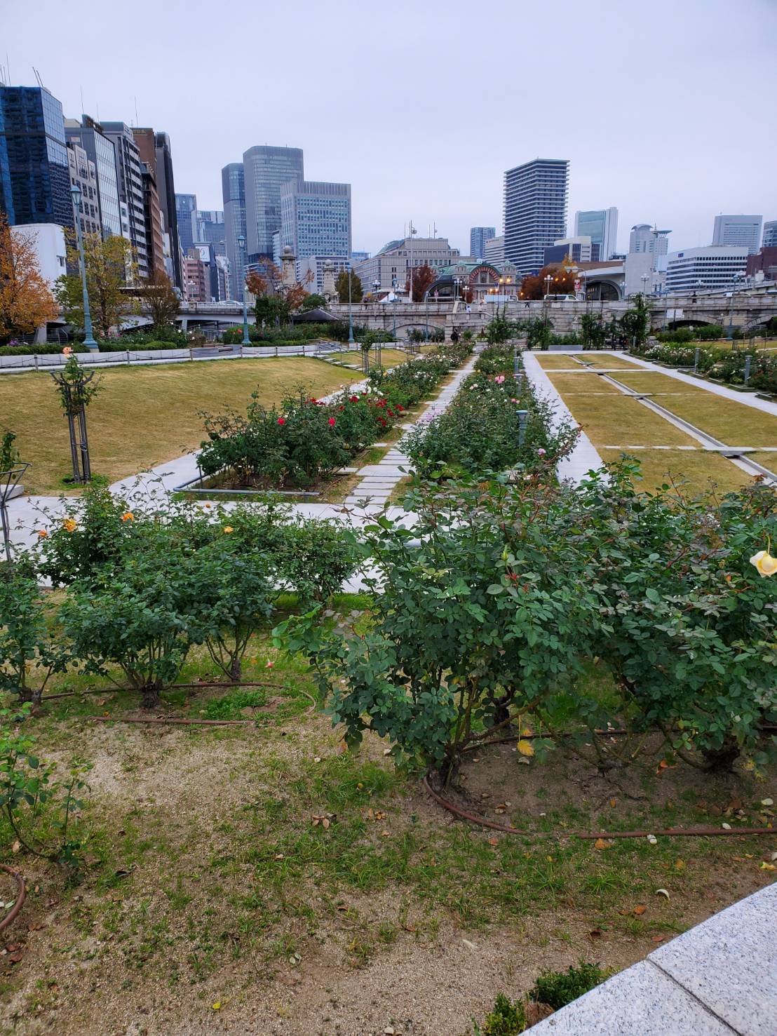 バラ園