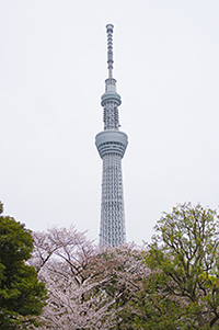 春には桜の名所★